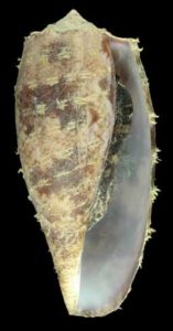Conus Geographus L. 1758 - MNHN, CC BY 4.0