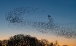 Un phénomène complexe, un vol d’oiseaux
